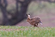 Brown Hare