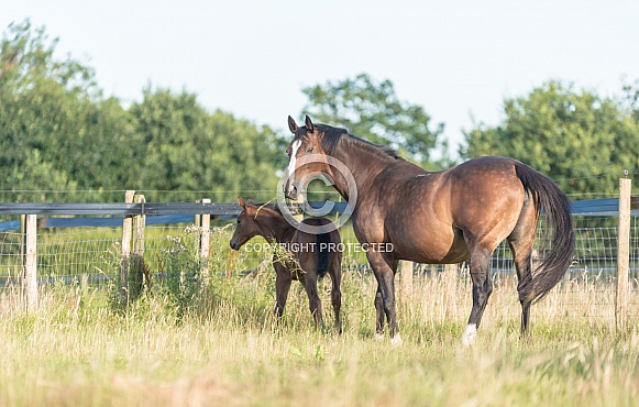 Bay Mare and filly Foal