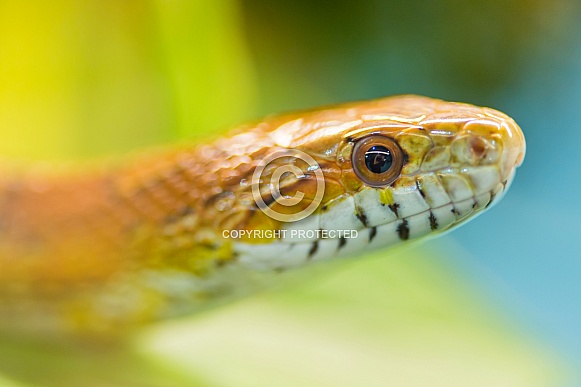 Corn Snake