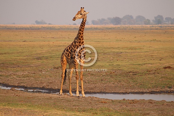 Giraffe early morning Giraffe early morning