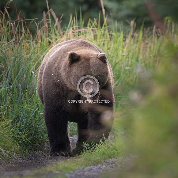 Coastal brown bear walking down a path