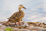 Florida Mottled Duck