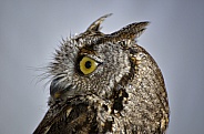 Owl - Western Screech Owl Portrait