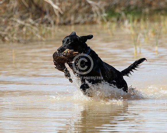Labrador retriever during a hunt test running in the water with a duck Labrador retriever during a hunt test running in the water with a duck