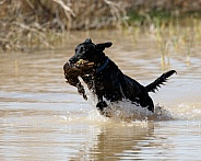 Labrador retriever during a hunt test running in the water with a duck