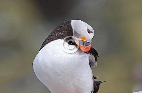 Puffin