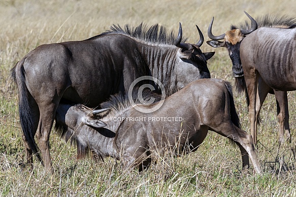 Young Wildebeest taking milk from its mother Young Wildebeest taking milk from its mother