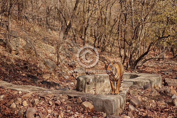 Beautiful tiger in the nature habitat. Tiger pose in amazing light. Wildlife scene with wild animal. Indian wildlife. Indian tiger. Panthera tigris tigris. Beautiful tiger in the nature habitat. Tiger pose in amazing light. Wildlife scene with wild animal. Indian wildlife. Indian tiger. Panthera tigris tigris.