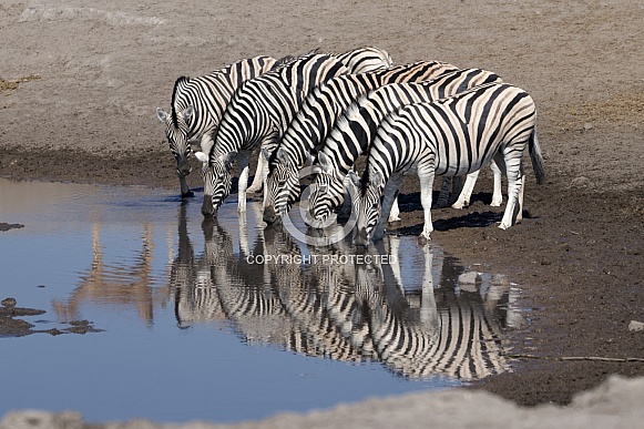 Burchell’s Zebra