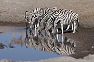 Burchell’s Zebra