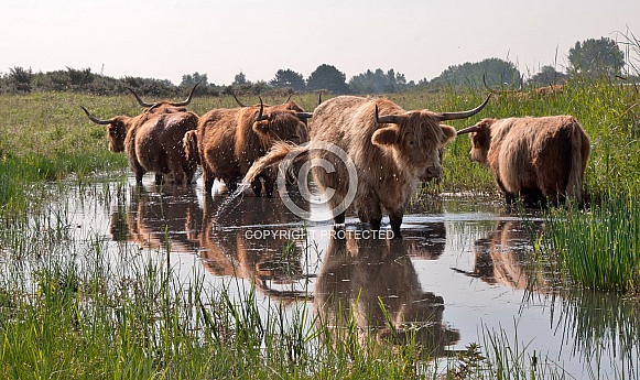 Highland cattle