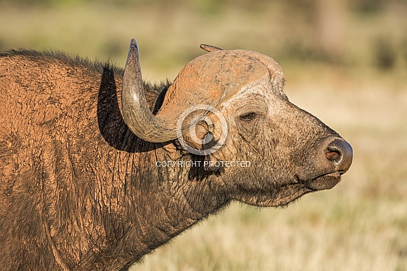 Cape Buffalo