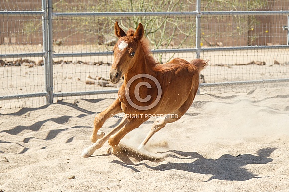 Cold running in the sand in an arena