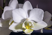 Mini Phalaenopsis Orchid Macro
