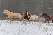 Horse-Saddle Horse