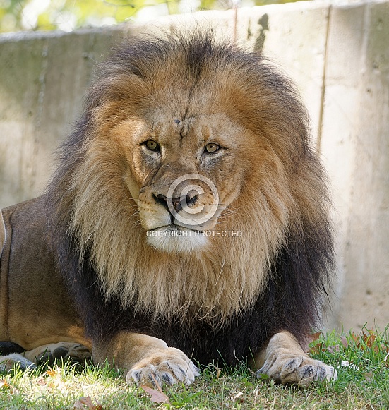 Male Lion