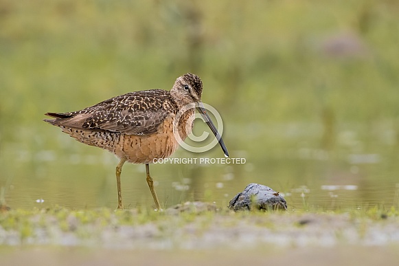 Long-billed Dowitcher