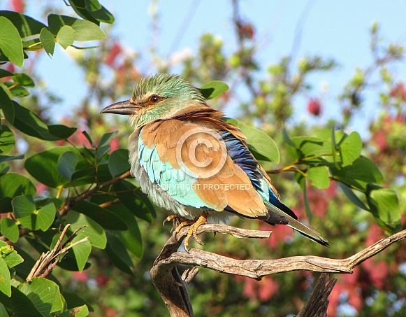 European Roller European Roller