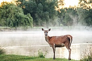 Deer standing by the lake