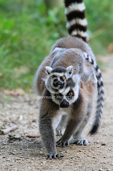 Ring-tailed Lemur Ring-tailed Lemur