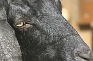 Goat close up