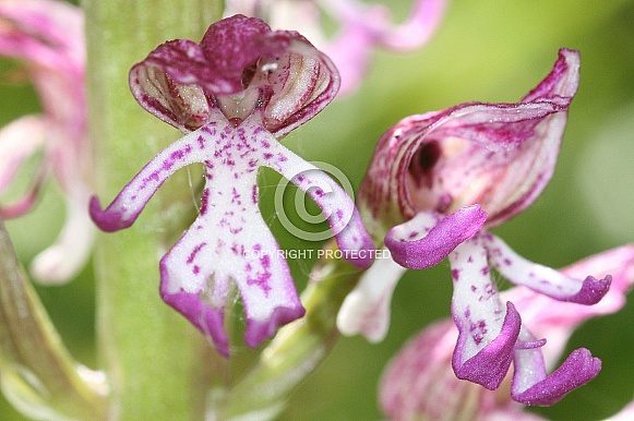 Lady x monkey orchid hybrid - flower