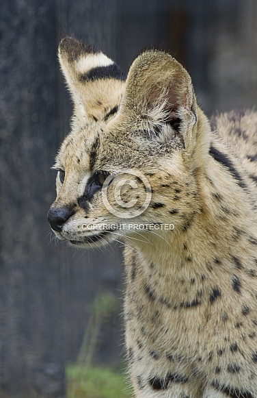 Serval