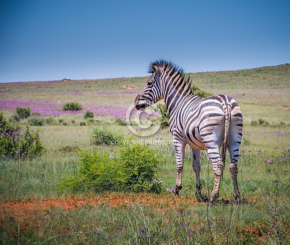 Zebra