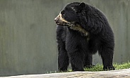 Andean Bear Full Body Side Profile