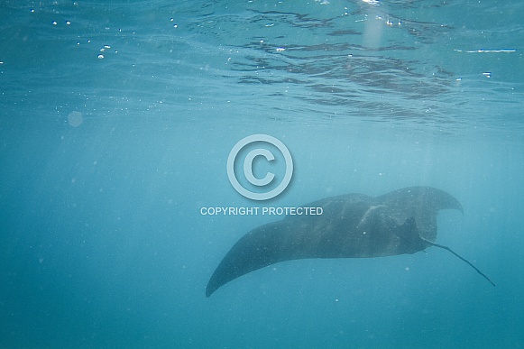 Manta Ray Manta Ray