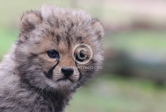 Cheetah cub portrait