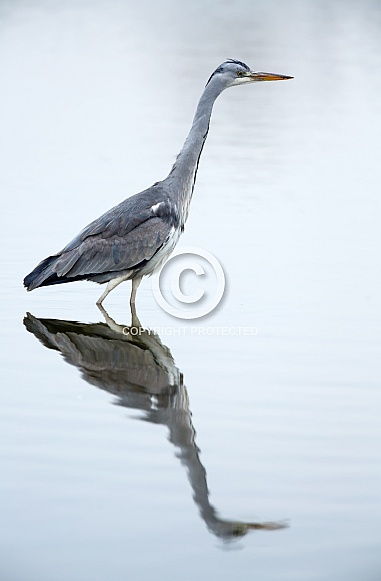 Blue Heron