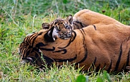 Sumatran Tiger Cub Cuddling Mum