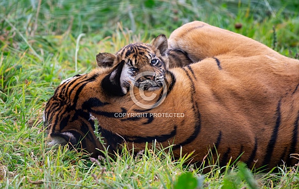 Sumatran Tiger Cub Cuddling Mum