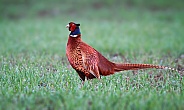 Common pheasant