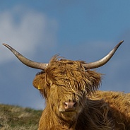 Highland cow