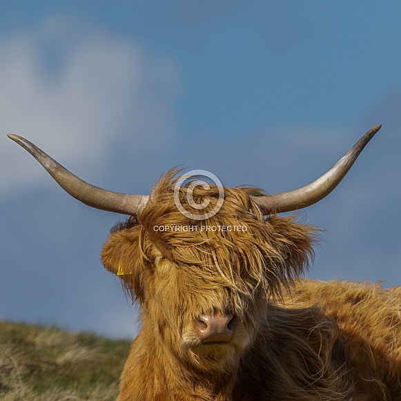 Highland cow