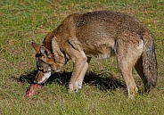 Red Wolf