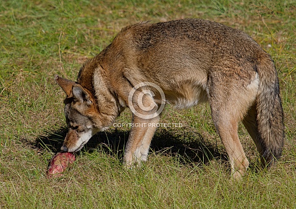 Red Wolf