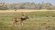 Fallow Deer