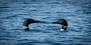 Common Loon (Gavia immer)