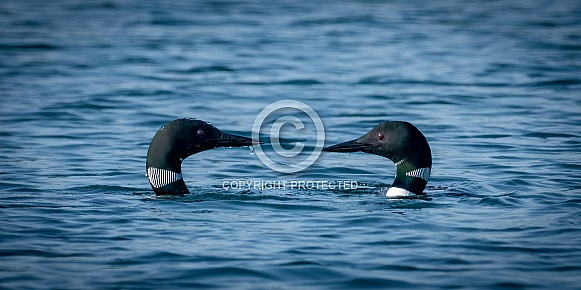 Common Loon (Gavia immer) Common Loon (Gavia immer)
