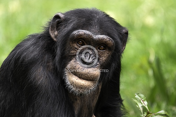 Chimpanzee Close Up Chimpanzee Close Up