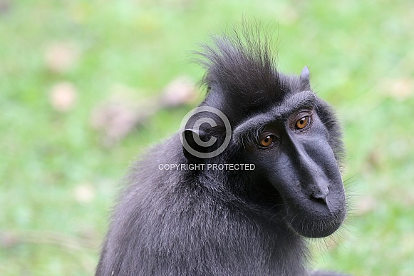 The Celebes crested macaque (Macaca nigra)