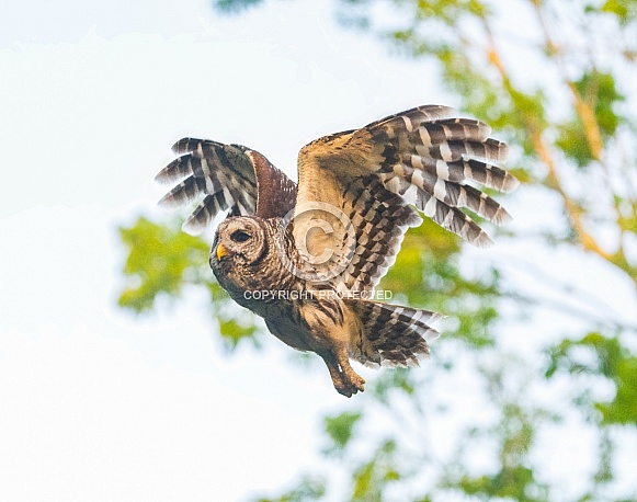 Barred owl - Strix varia - flying between trees with sky background.  great feather detail of underside of wings and face feathers