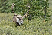 The reindeer or caribou (Rangifer tarandus)