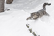 Snow Leopard-Downhill Racer