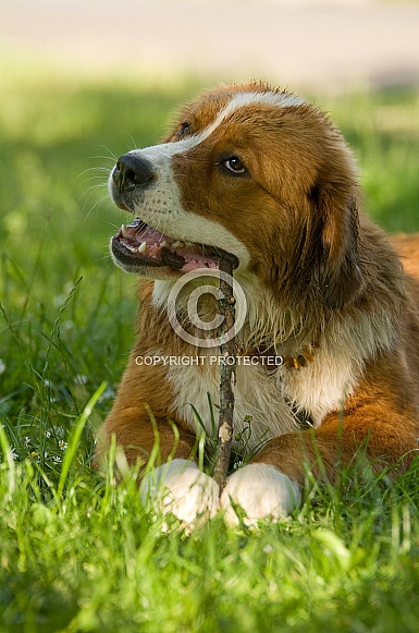 St. Bernard Dog