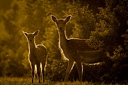 Deer and Fawn in the evening sun
