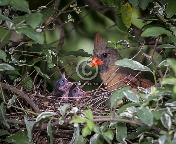 Cardinal Female with Chick